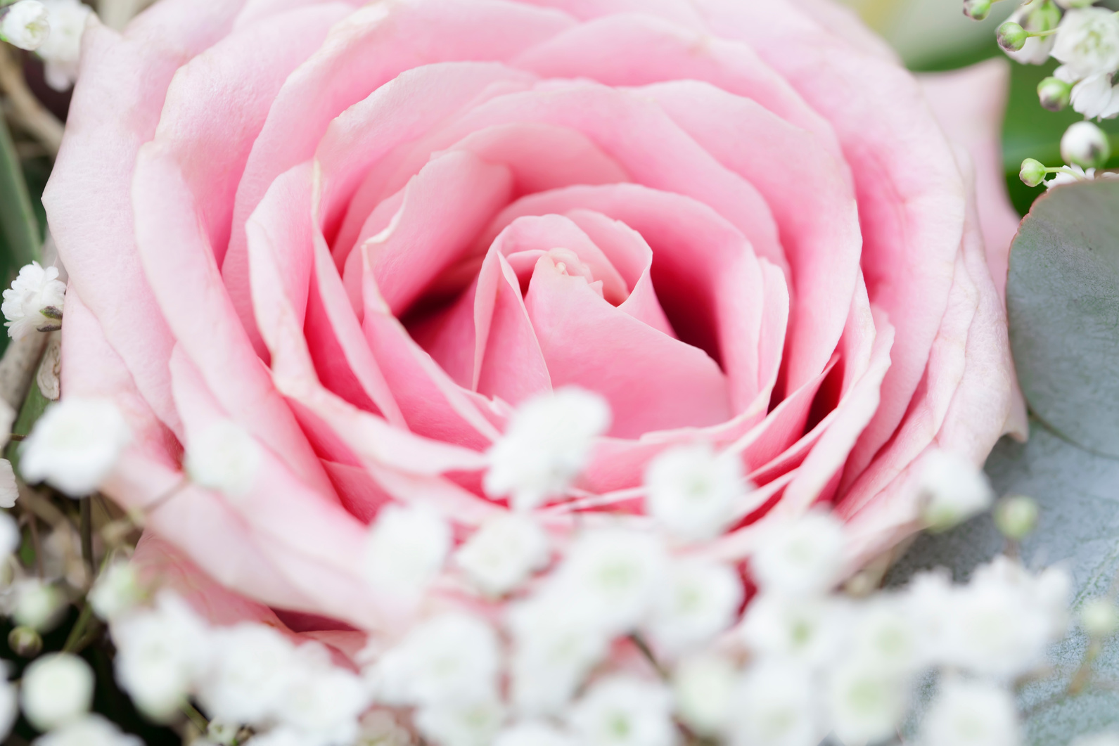 Rosa rosa de boda